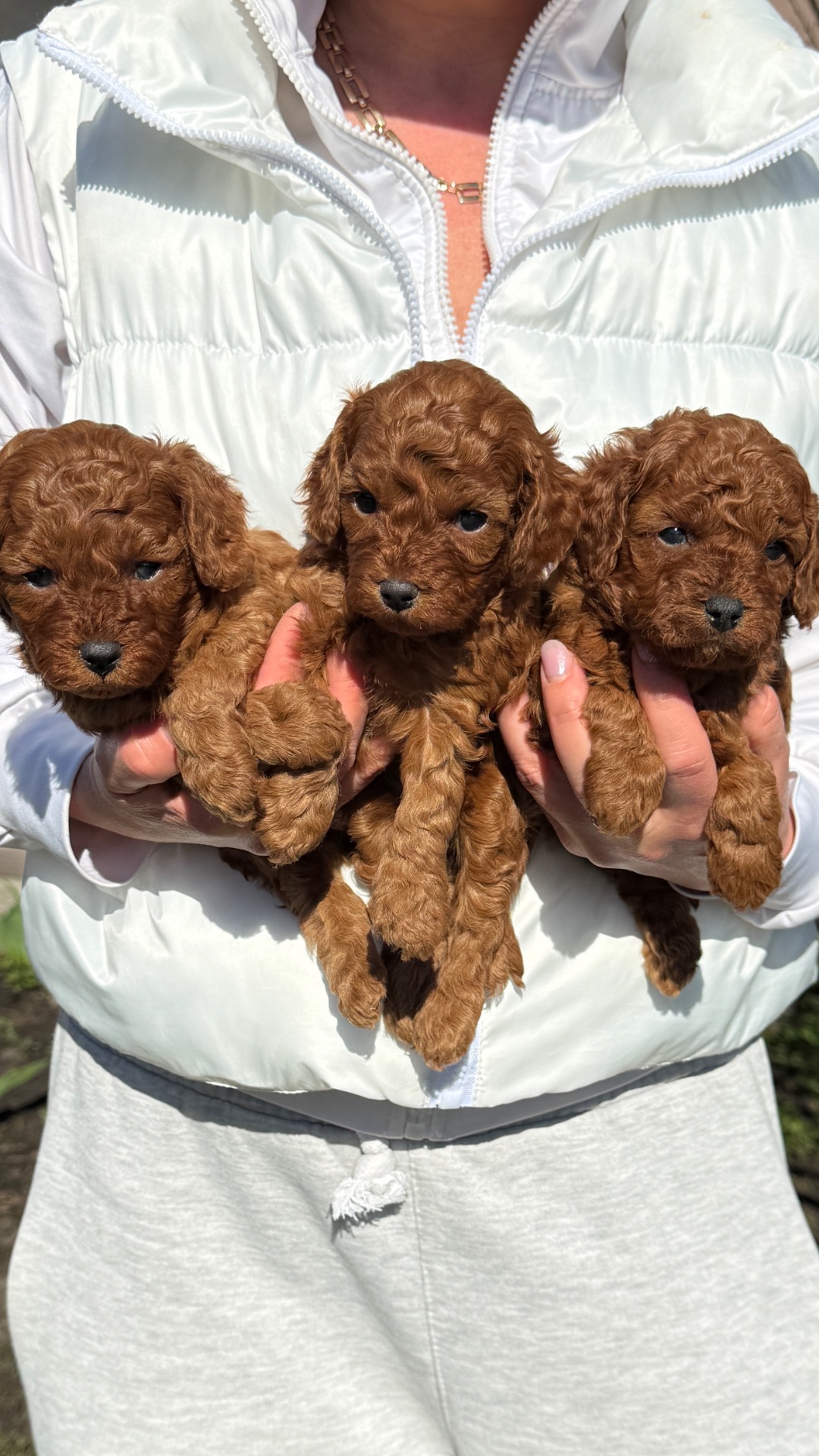 Цуценята мальтіпу