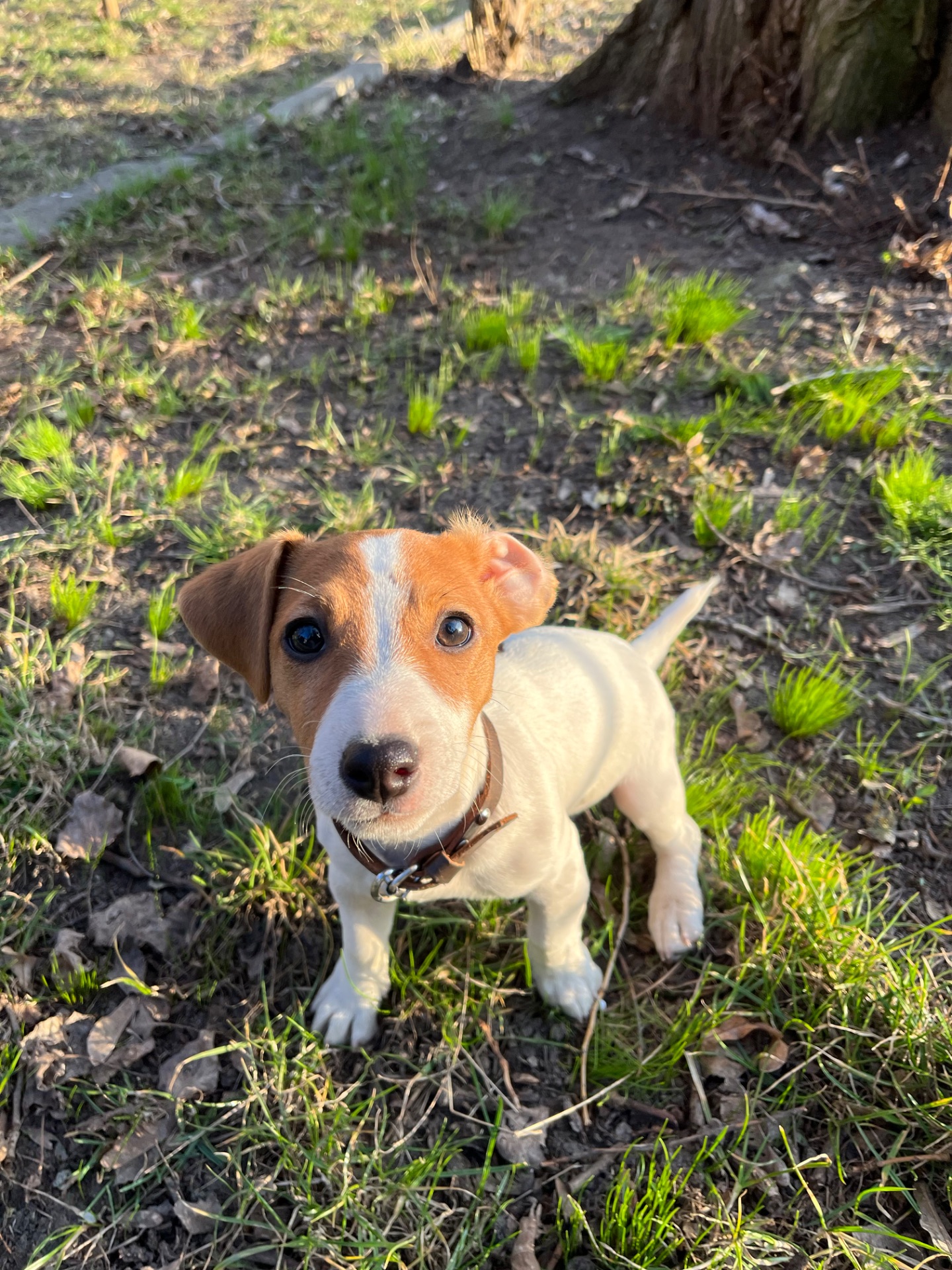 Чистокровна цуценя дівчинка джек рассел терʼєр
