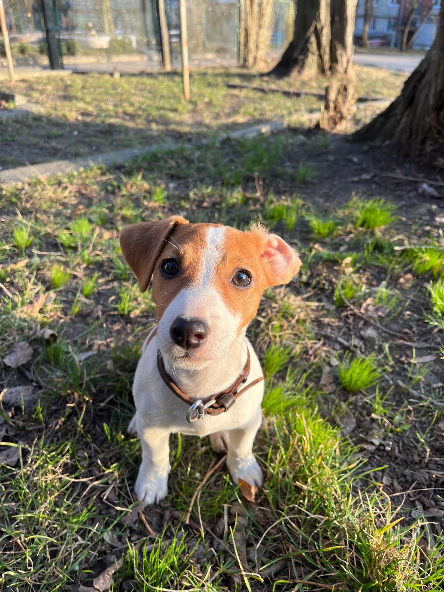 Чистокровна цуценя дівчинка джек рассел терʼєр