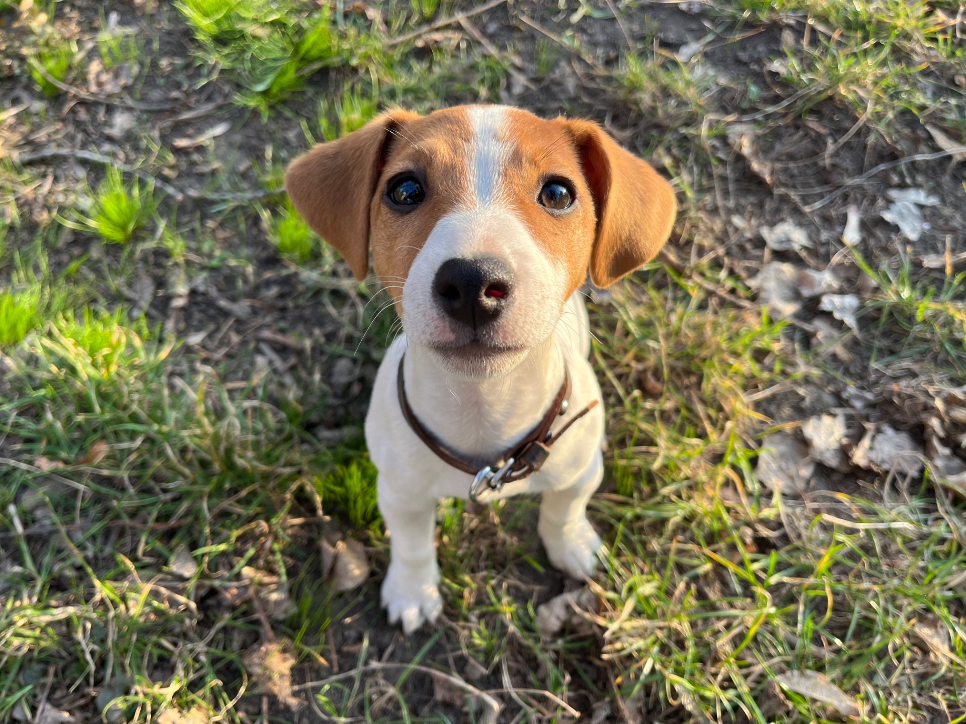 Чистокровна цуценя дівчинка джек рассел терʼєр