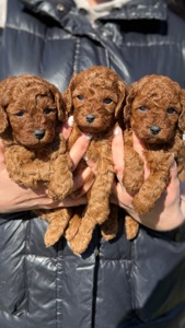 Цуценята мальтіпу