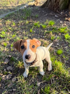 Чистокровна цуценя дівчинка джек рассел терʼєр