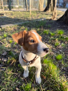 Чистокровна цуценя дівчинка джек рассел терʼєр