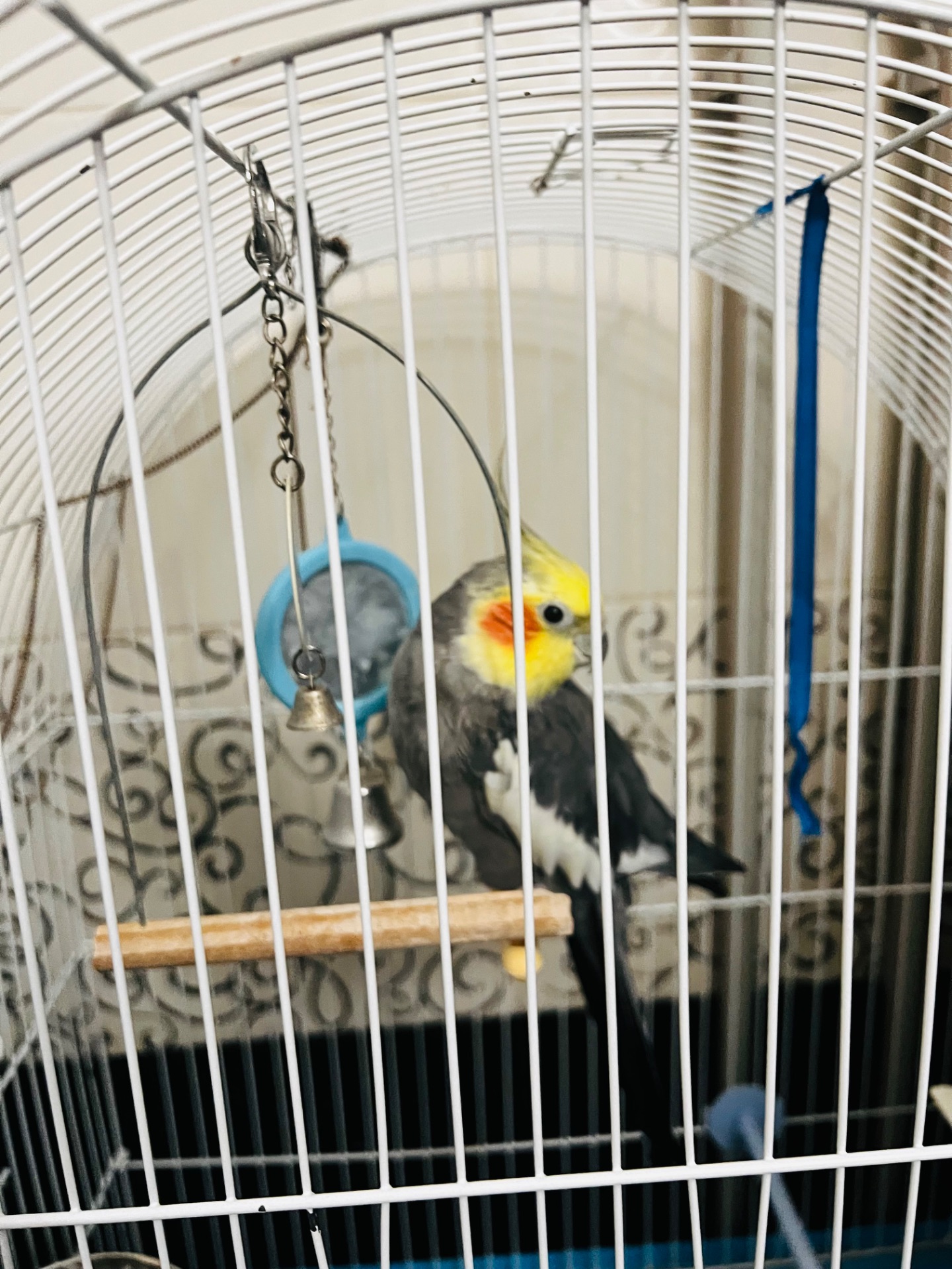 Корелла в гарні руки