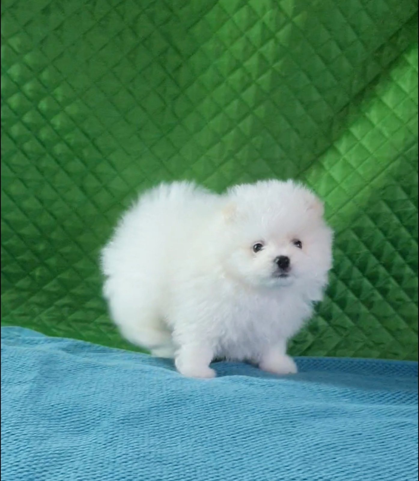 Померанський шпіц