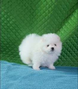 Померанський шпіц