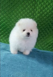 Померанський шпіц