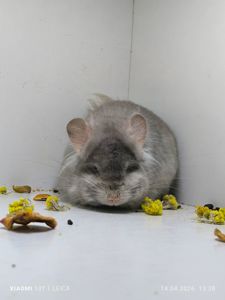 Шикарний самець Беж Ангора носій фіолету і сапфіру