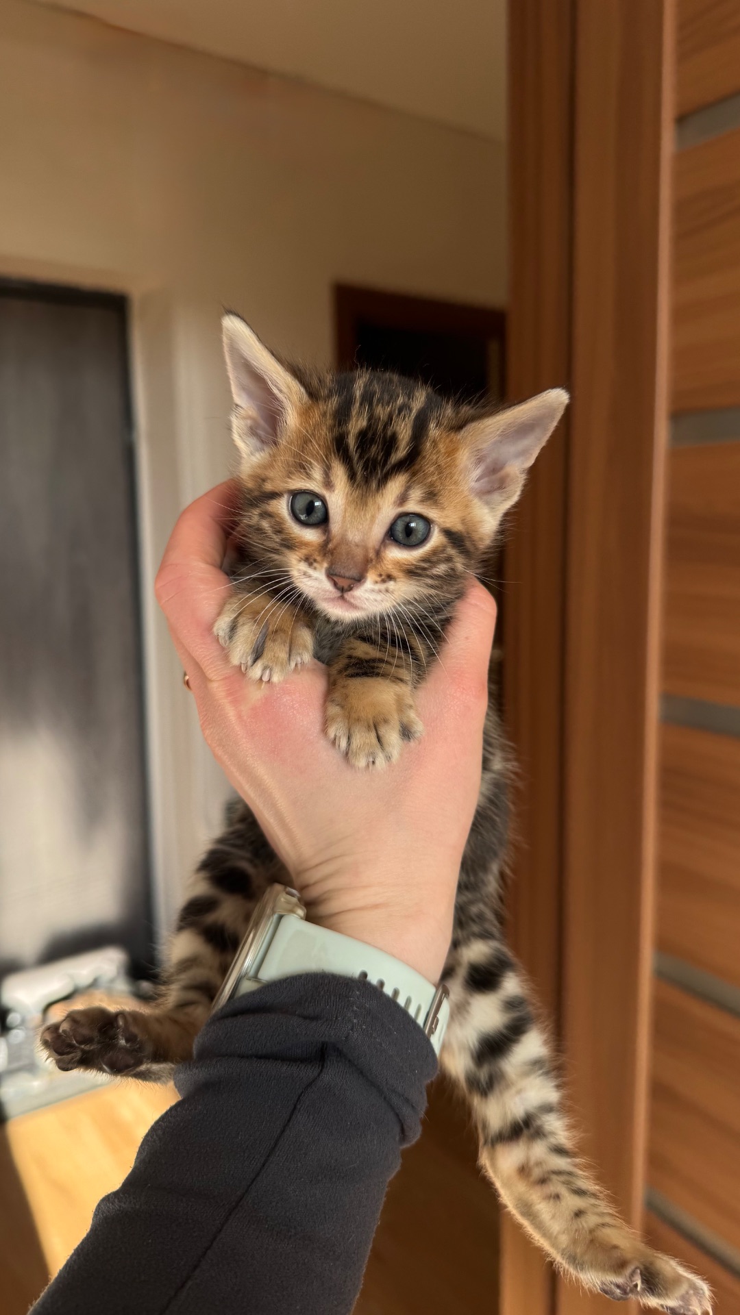 БЕНГАЛЬСЬКІ КОШЕНЯТА