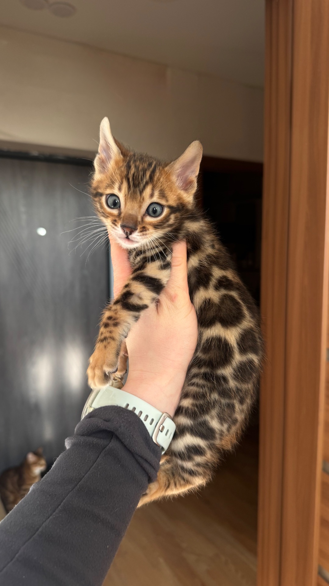 БЕНГАЛЬСЬКІ КОШЕНЯТА