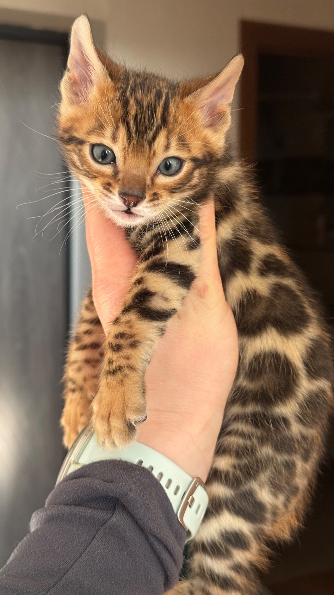 БЕНГАЛЬСЬКІ КОШЕНЯТА