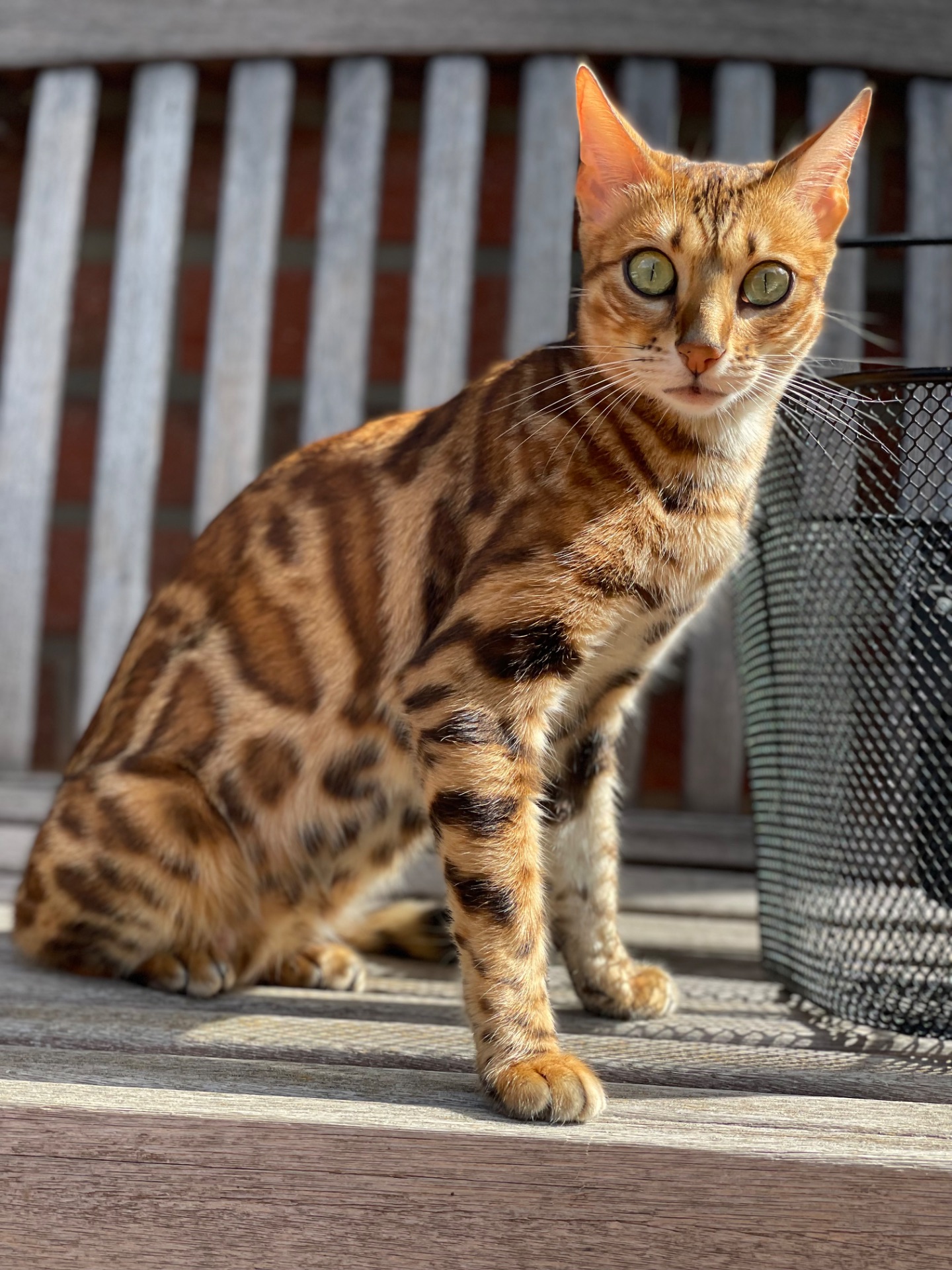 БЕНГАЛЬСЬКІ КОШЕНЯТА