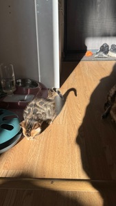 БЕНГАЛЬСЬКІ КОШЕНЯТА