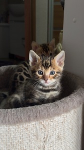 БЕНГАЛЬСЬКІ КОШЕНЯТА