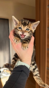 БЕНГАЛЬСЬКІ КОШЕНЯТА