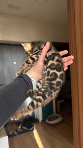 БЕНГАЛЬСЬКІ КОШЕНЯТА