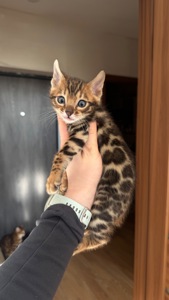 БЕНГАЛЬСЬКІ КОШЕНЯТА