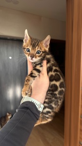 БЕНГАЛЬСЬКІ КОШЕНЯТА