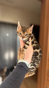 БЕНГАЛЬСЬКІ КОШЕНЯТА