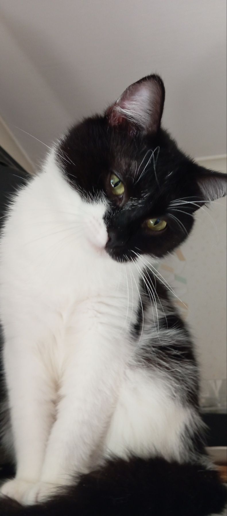 Котик Тімоша