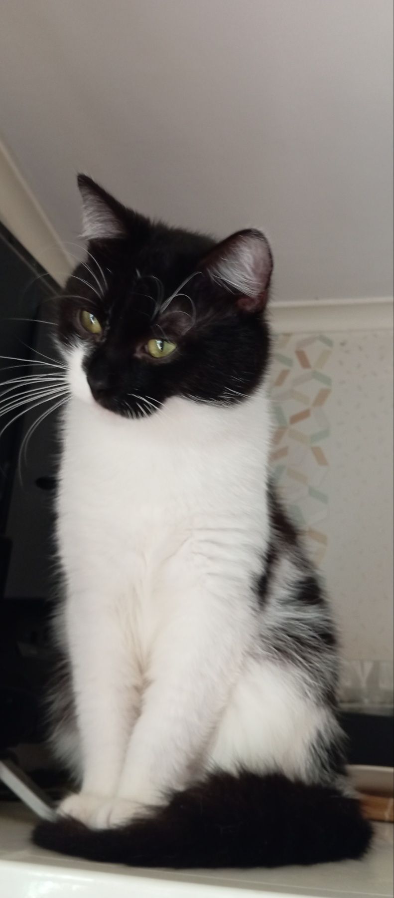 Котик Тімоша