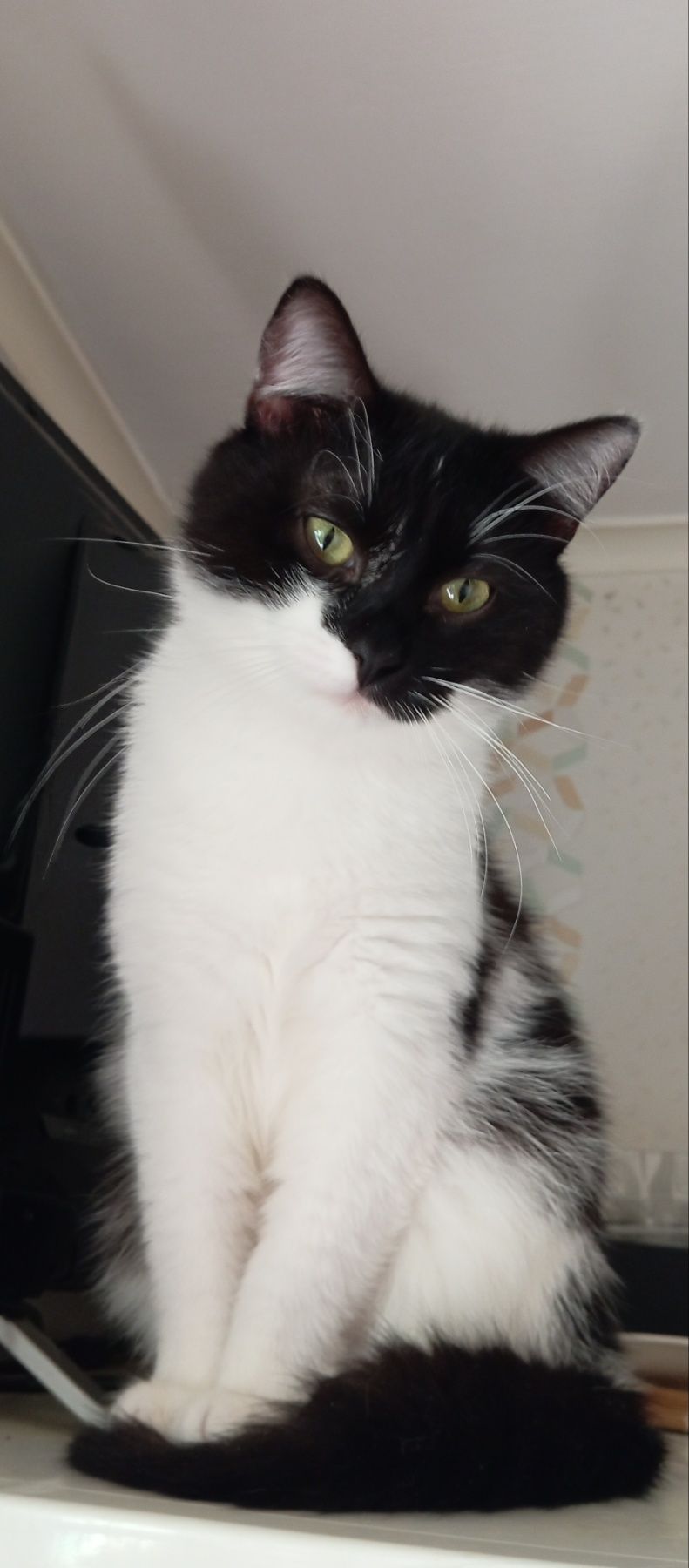 Котик Тімоша