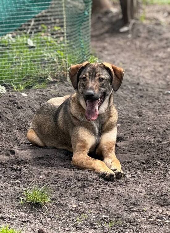 Молодий пес в добрi руки