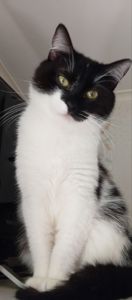 Котик Тімоша