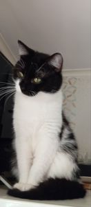 Котик Тімоша