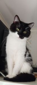 Котик Тімоша