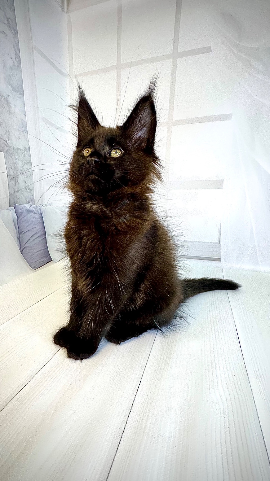 Кошеня мейн-кун German Casa de Gato
