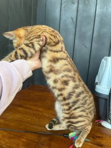 Котик породи Тойгер, звати Ньорд