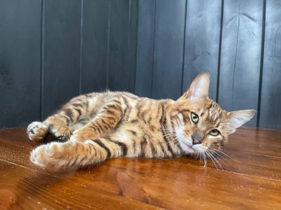 Котик породи Тойгер, звати Ньорд