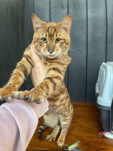 Котик породи Тойгер, звати Ньорд