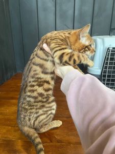 Котик породи Тойгер, звати Ньорд