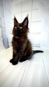 Кошеня мейн-кун German Casa de Gato