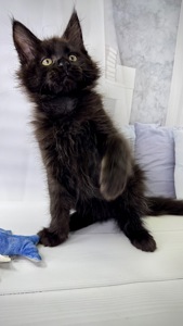Кошеня мейн-кун German Casa de Gato