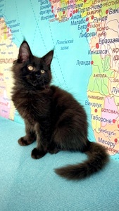 Кошеня мейн-кун German Casa de Gato