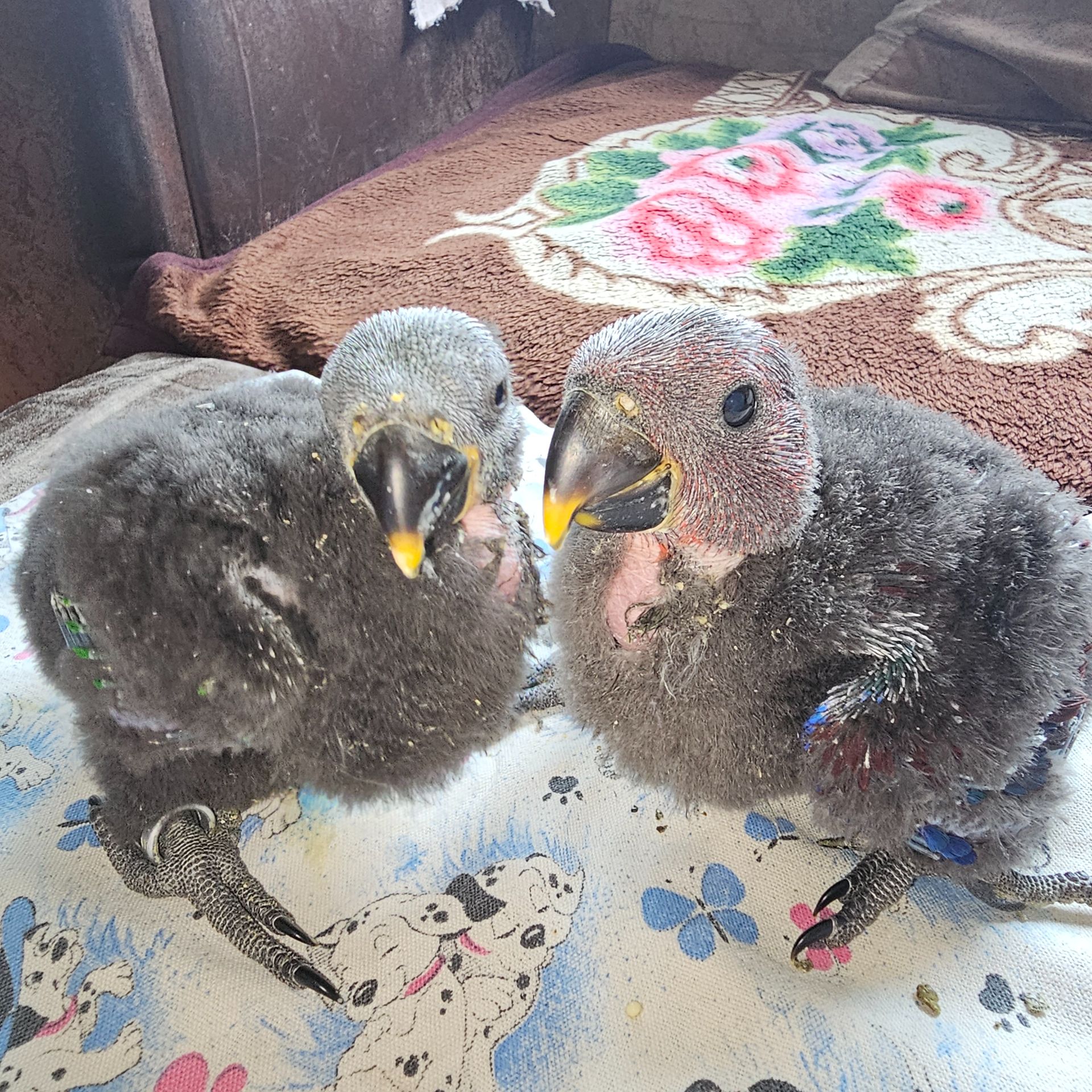 Еклектус - малята на докорм
