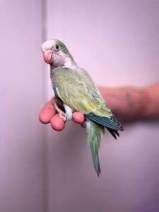 Ручной попугай калита монах, квакер, зеленый монах, домашний попугай, говорящий попугай