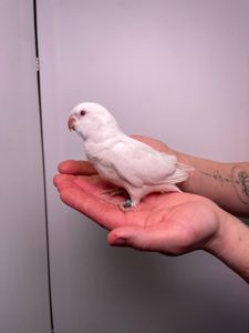 Ручной попугай калита монах, квакер, зеленый монах, домашний попугай, говорящий попугай