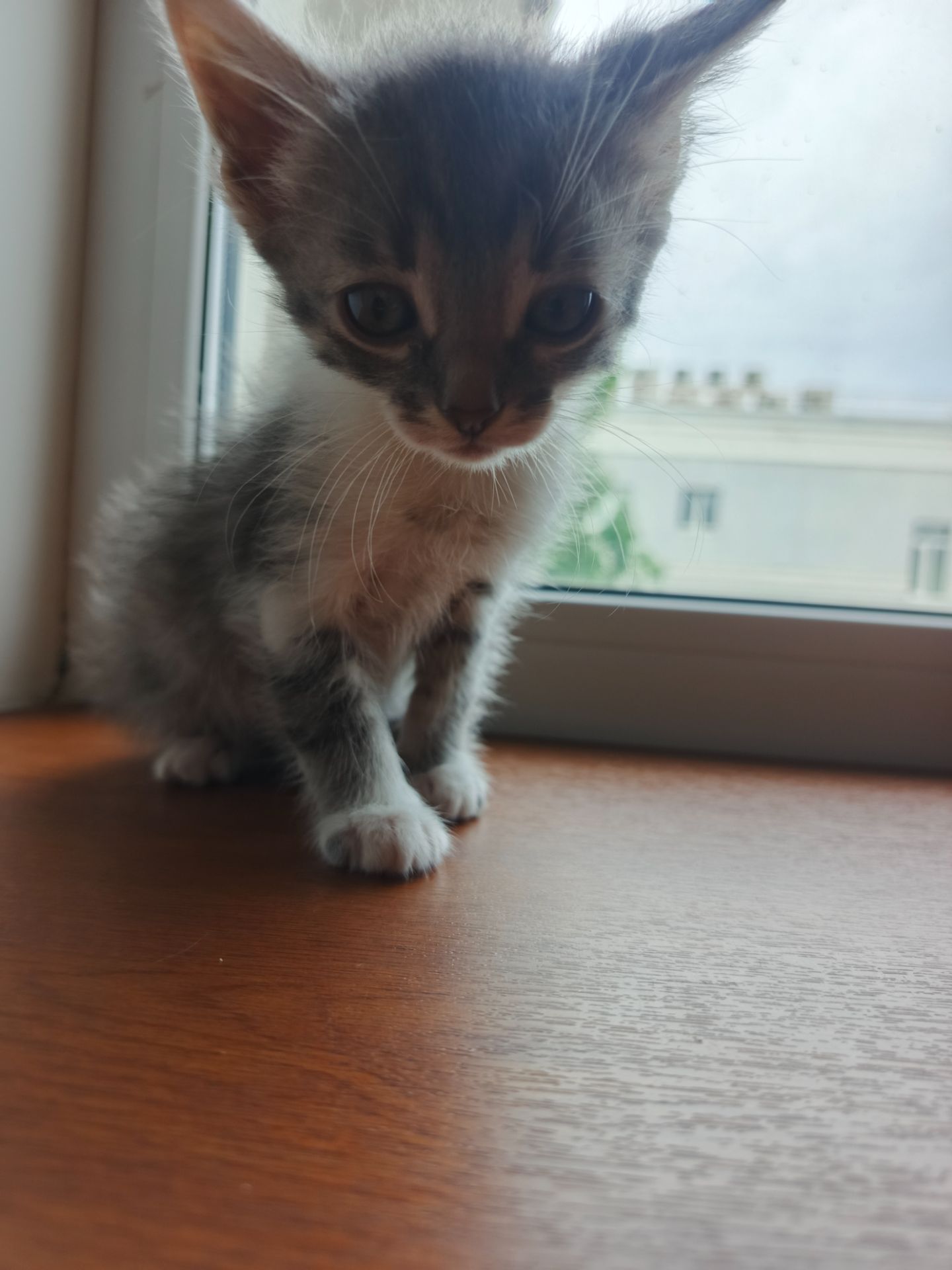 Котёнок