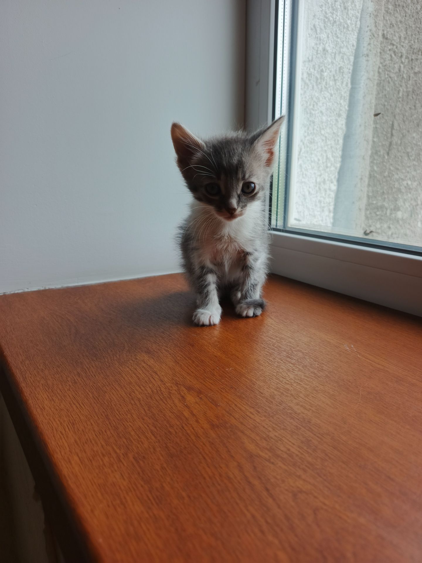 Котёнок