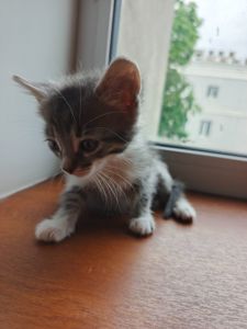 Котёнок