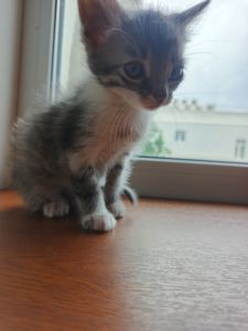 Котёнок