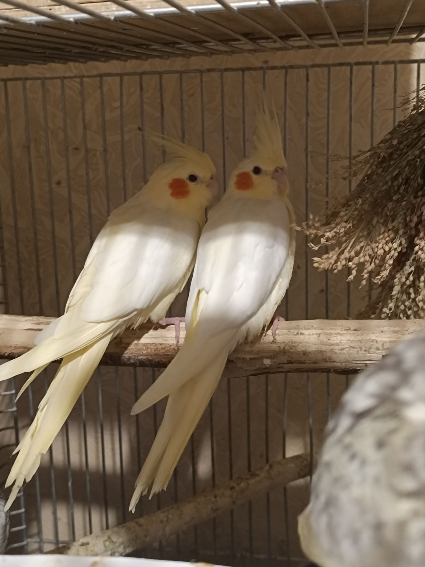 Чарівні малюки Корелла лютино 🐥💛
