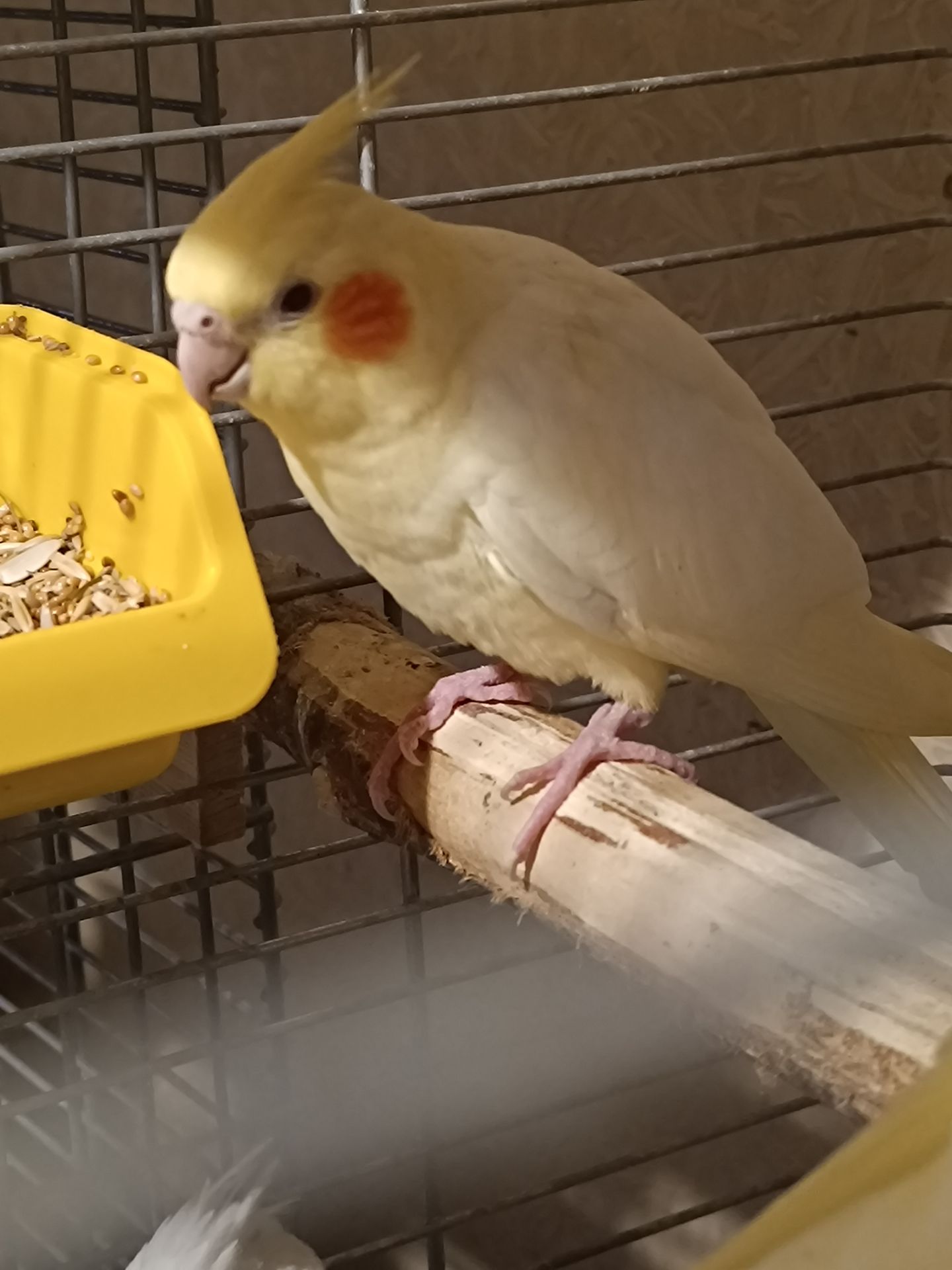 Чарівні малюки Корелла лютино 🐥💛