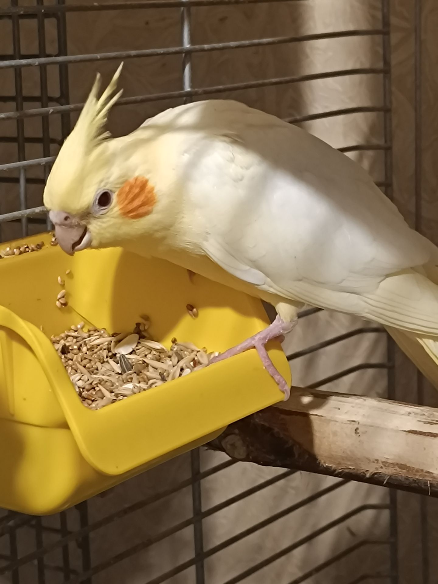 Чарівні малюки Корелла лютино 🐥💛