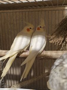 Чарівні малюки Корелла лютино 🐥💛