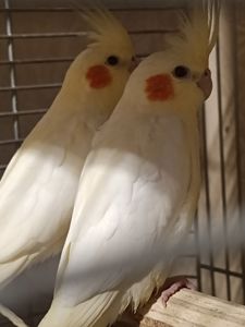 Чарівні малюки Корелла лютино 🐥💛